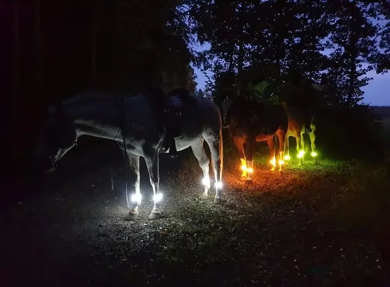 LED-benremmar för häst – 4-pack | Knappcellsbatteri för nattridning ✨